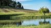 Oregon winery released sheep in its vineyard, and an endangered butterfly once thought extinct came back