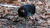 Papua New Guinea's megapodes bury eggs near volcanoes to incubate chicks