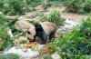 Giant panda twins to be transferred to Chengdu in October, return status uncertain