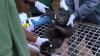 Cameroonian baby ape was shot, lost an arm, and still thrived after hunters killed his mother