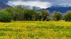 Vibrant rapeseed blossoms blanket Pamir Plateau in Xinjiang
