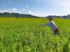 Brown spot remains top rice disease in Western Visayas