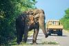 How wildlife crossings are reconnecting habitats around the world