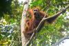 Saving Tapanuli orangutan a test for Indonesia’s ESG claims