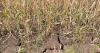 How is drought impacting Midwest farming?