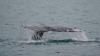 Makah Tribe in Washington state waits on approval to hunt a grey whale