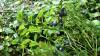 Latvian farmers say we can't compete with Polish blueberries