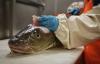 Joint Norway-Russia research group recommends modest increase in cod quota for 2027