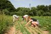 New York launches tariff relief program for farmers