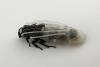 Remote-controlled cockroach swarm can now breathe underwater