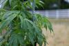 Farmers, retailers worry as state and federal regs for hemp, marijuana shift