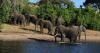 35 Elephants Killed, No Arrests