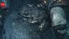 The Goliath frog: The world’s largest frog, builds breeding ponds in African rainforests; a study reveals