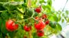 Tomatoes will grow 'in abundance' this summer if gardeners avoid key mistake