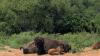 Where to find bison roaming in Kansas