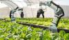 Ho Chi Minh City to establish seven high-tech agricultural zones