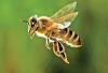 Climate Change Is Starving Bees—And Planting More Flowers Isn't Enough