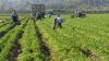 Agri sector on edge as anti-immigration ultimatum looms