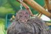 Historic birth for Sussex zoo as fourth generation saki monkey arrives