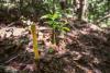 IKEA launches new rainforest research lab based on reforestation work in Malaysia