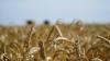 Kazakhstan set to ban wheat imports, with exceptions