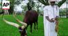 Rwanda's royal cows are treated to poetry and cultural reverence