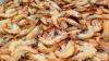 Vietnam shrimp farmers grapple with rising production costs as farmgate prices tumble