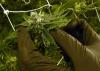 In rural Idaho, medical marijuana ballot initiative hits setback after signatures turned in late