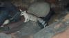Oregon trail cameras catch elusive ringtail, a rare sign that decades of conservation paid off