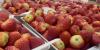 Michigan strawberry shortage hits 2026 season