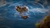 Woman swimming with friends dies after alligator attack in Florida