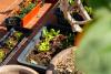 This Local Facebook Group Is a Lifeline for Amarillo Gardeners