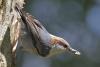 Pikes Pick: Two brothers travel U.S. in search of birds in popular documentary