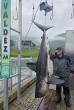 Florida man catches 98″ salmon shark