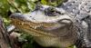 Florida woman killed after alligator attack
