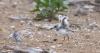 Another piping plover chick at Chicago's Montrose Beach dies