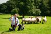 Ireland’s top sheepdogs and handlers set for County Tyrone as 2026 ISDS Irish National Sheepdog Trials announced