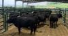 Ashe County Agricultural Center supports farmers, agribusiness, and the next generation of agriculture