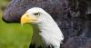 Red, white, blue — and birds! CT author writes children's book on America's "all-star" birds