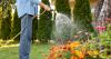 Gardeners should water plants at 2 key times to help them thrive all summer long