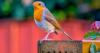 Gardeners urged to leave 1 food item outside to help robins survive in July