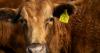 Looking to grill out this Fourth of July? A shrinking U.S. cattle herd is driving up beef prices