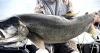 Idaho Falls angler lands 43.25-inch lake trout — and returns to the Idaho record books