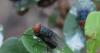 New World screwworm prompts Missouri to tighten animal entry rules