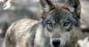 Slight decline seen in Wisconsin wolf population