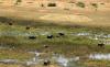 Why Nature is the New Diamond for Botswana