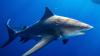 New law would notify beachgoers of shark attack in area via phone alert