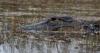 Woman killed, 2 injured in series of Florida alligator attacks