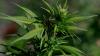 DEA considers Trump's marijuana reclassification. Could it impact TN?