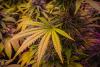 Study Explores the Safety and Tolerability of CBD and Alcohol Use